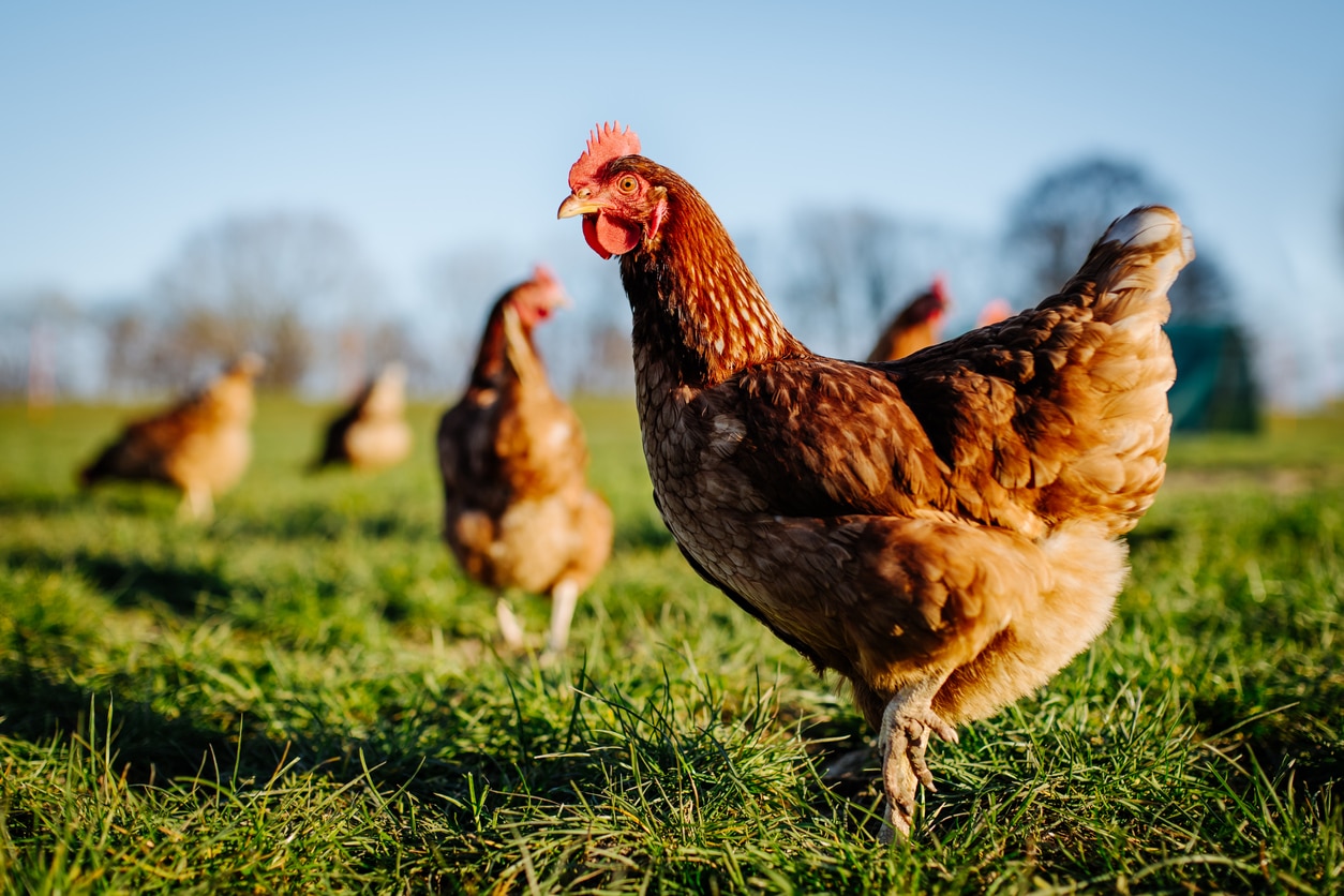 America is Running Out of Chickens to Fry