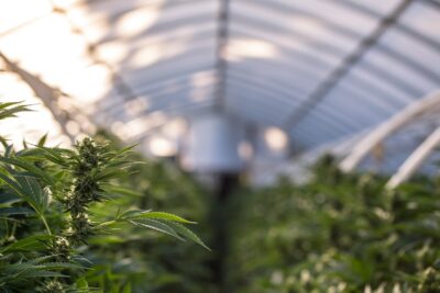 Uber Eats Is Going to Pot