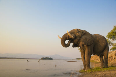 Zimbabwe is Asking the World to Let it Sell $600 Million in Black Market Ivory