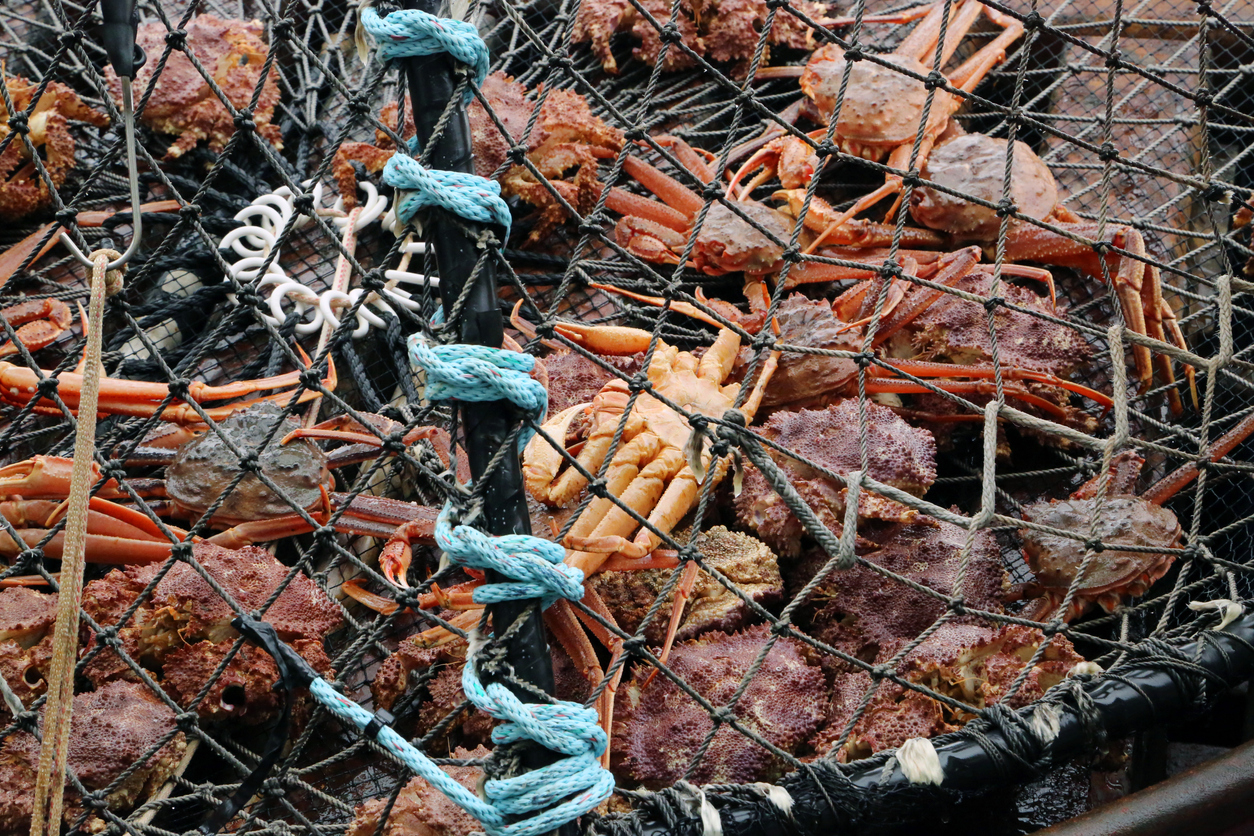 Alaska Cancels Crab Season as Crustacean Population Plummets