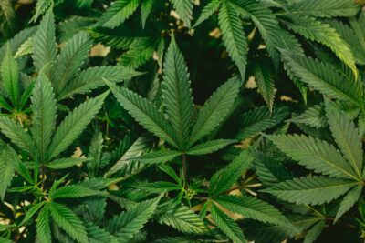 Ontario’s Canopy Growth Acquires Three US Companies. Is that Legal?
