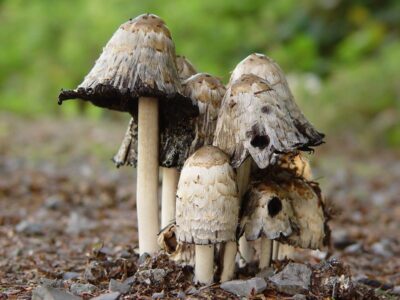 Startup Makes Fake Leather From Mushrooms
