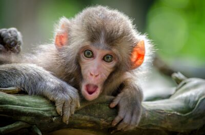 America’s Primate Shortage Hinders Medical Research
