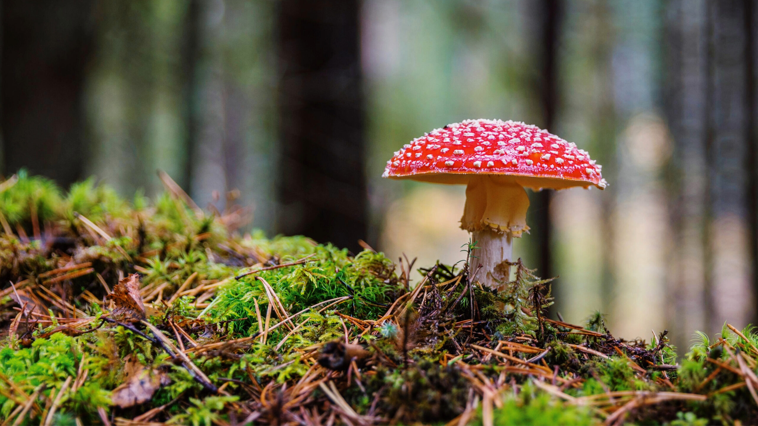 Image of a mushroom growing in the forrest.