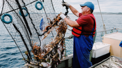 Will Cod be King Again After Newfoundland Moratorium Lifted?