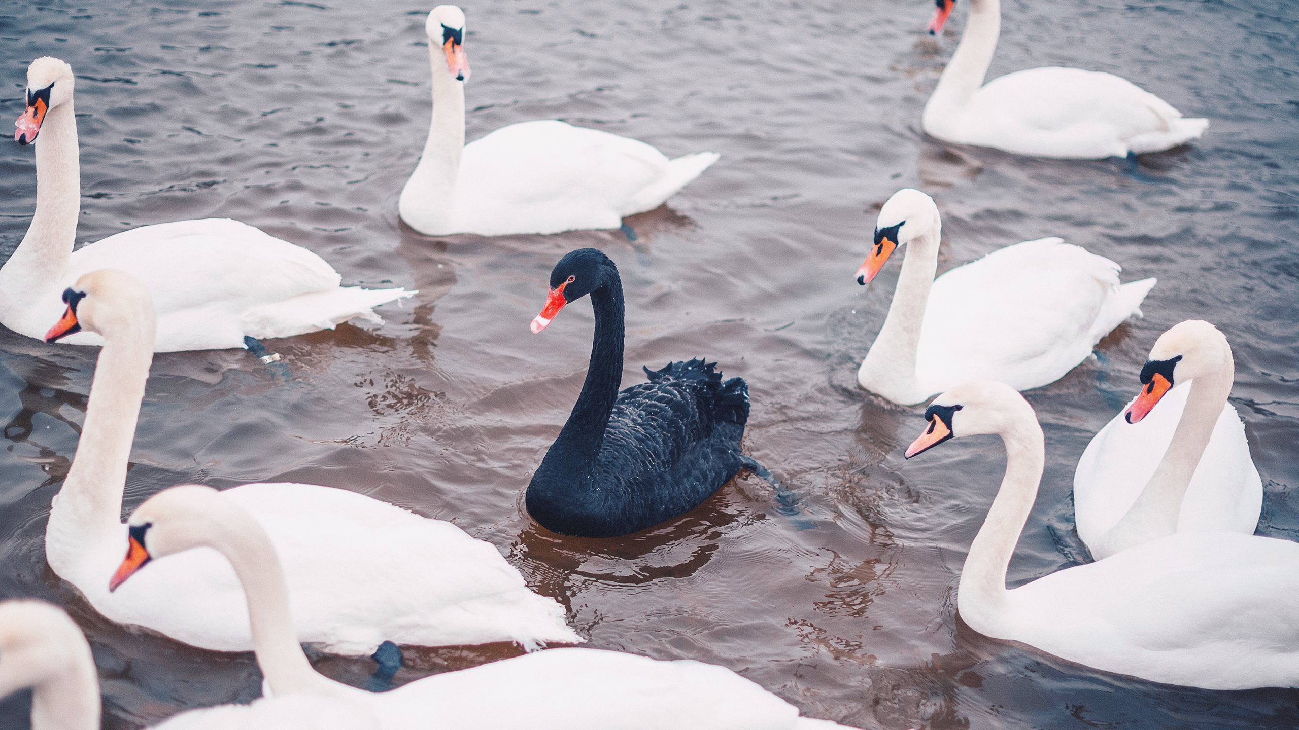Are ‘Black Swan’ ETFs Worth a Gander?