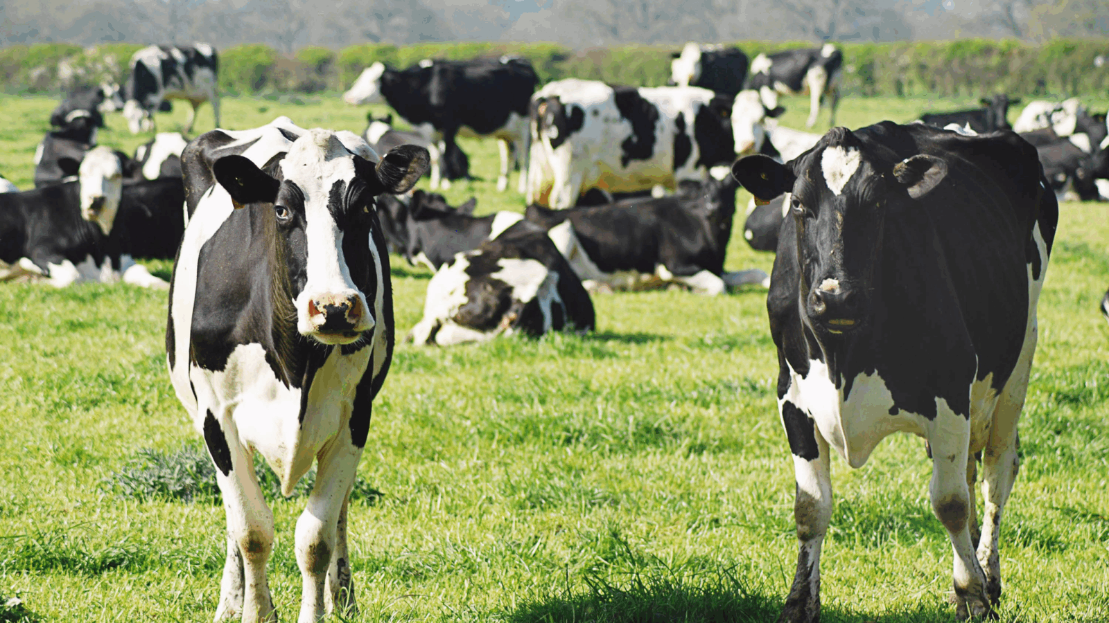 Thinning Cattle Herds Drive US Beef Prices to Record Highs