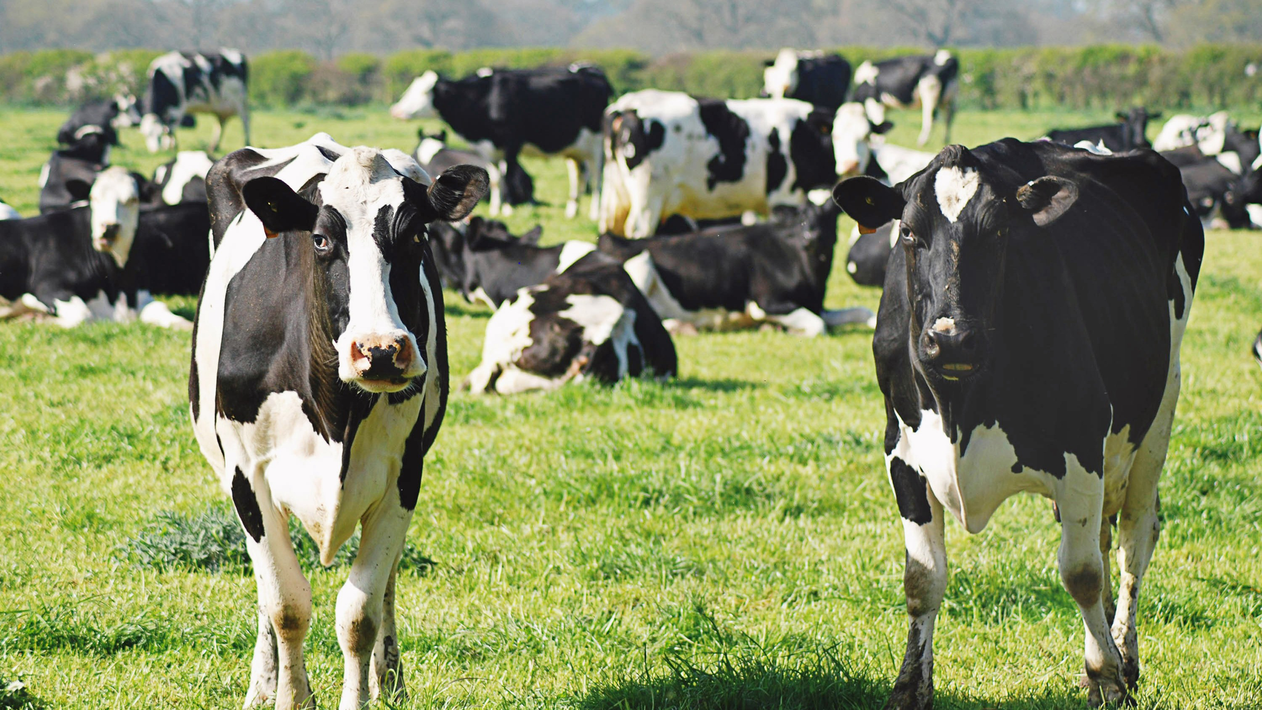 Photo of a herd of cattle