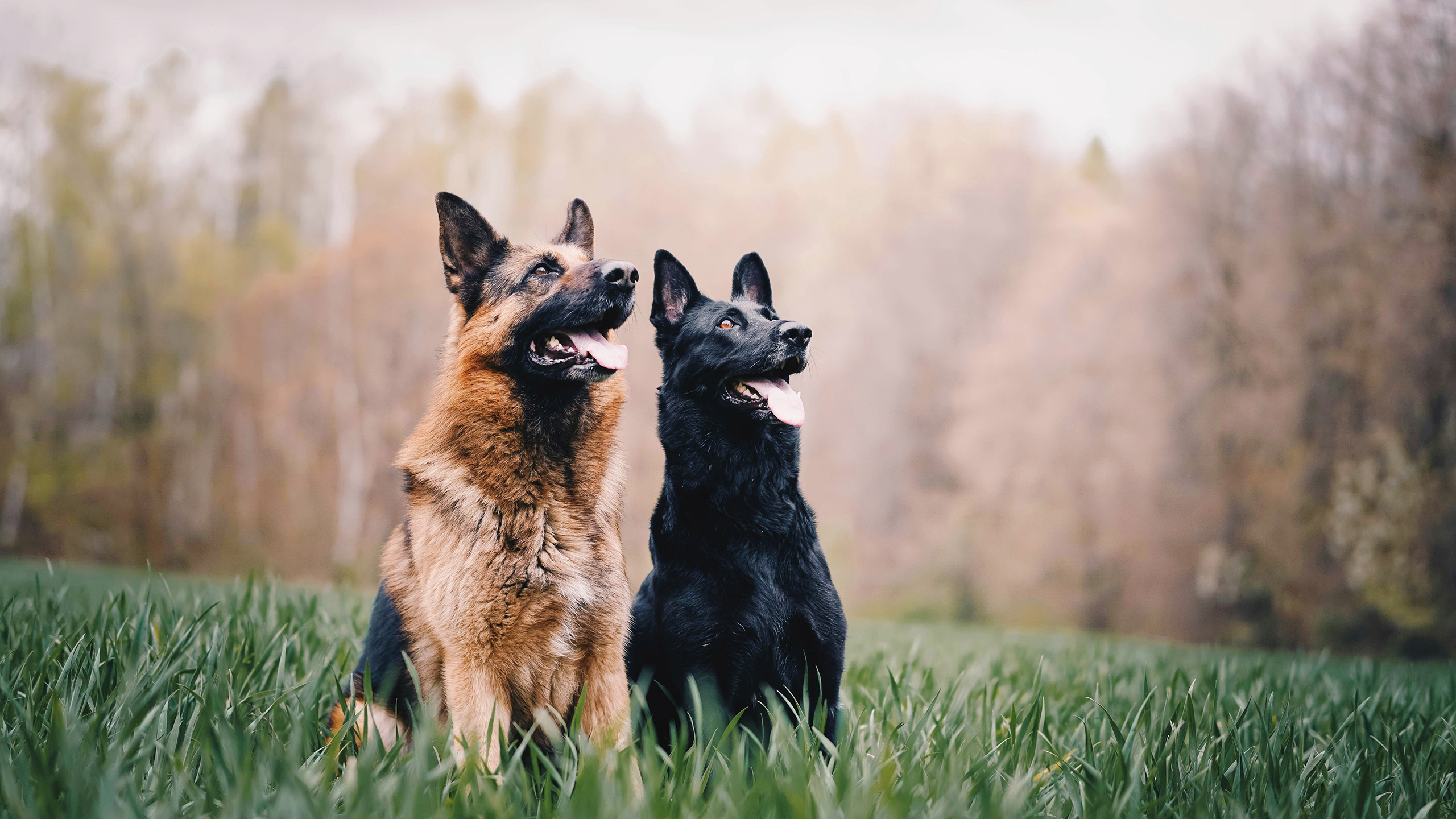 Photo of two dogs