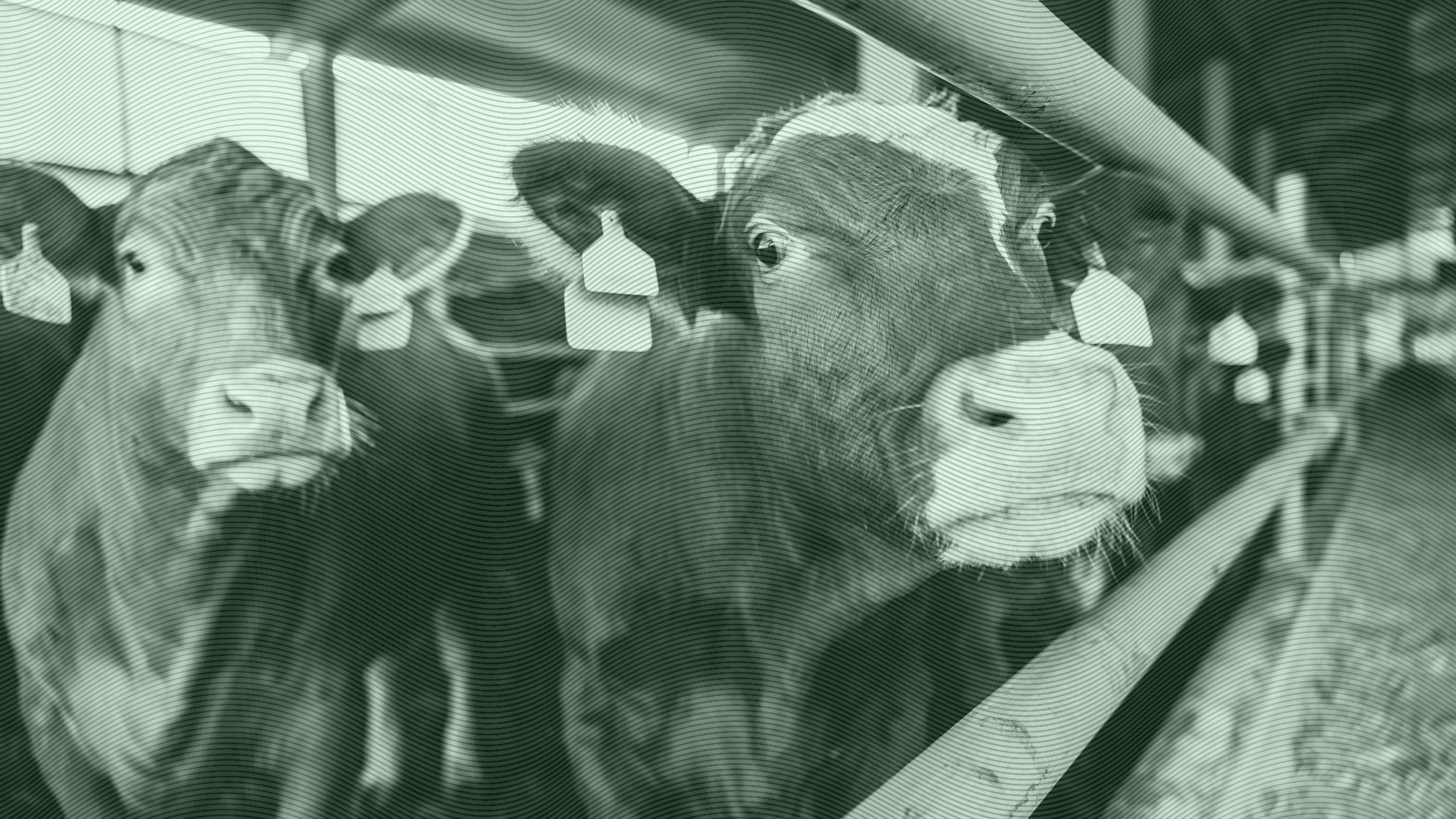 Photo of cattle