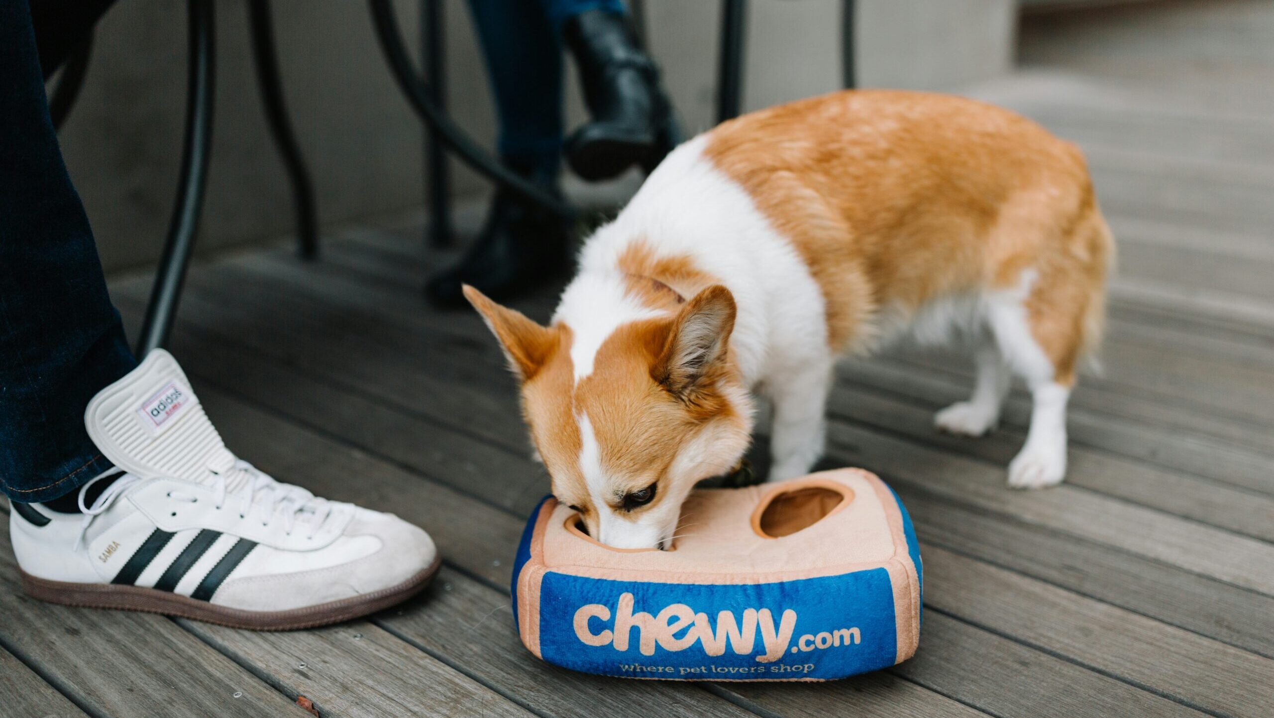 A small dog eats from a Chewy container on a deck outside a cafe.