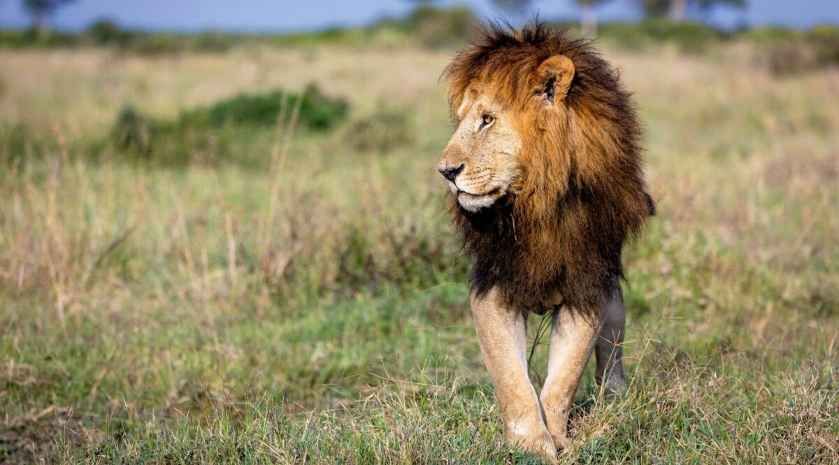 LionShare’s ETF Won’t Take Dividends Lion Down