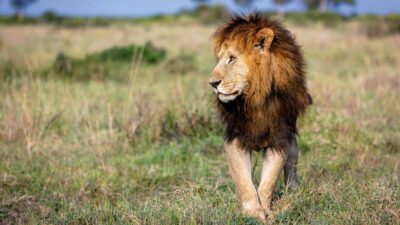 LionShare’s ETF Won’t Take Dividends Lion Down
