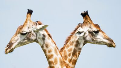 Dual Share Classes Are Coming Soon. Now, What?