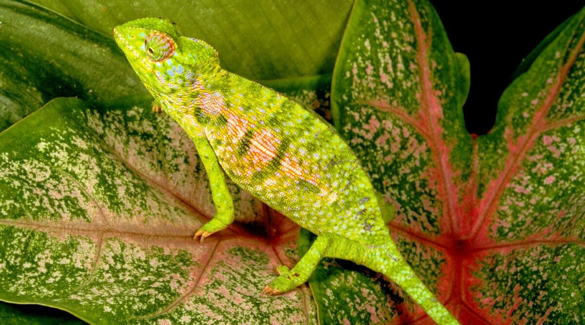 Goldman’s New Fund Designed for PE Returns, Sans the PE