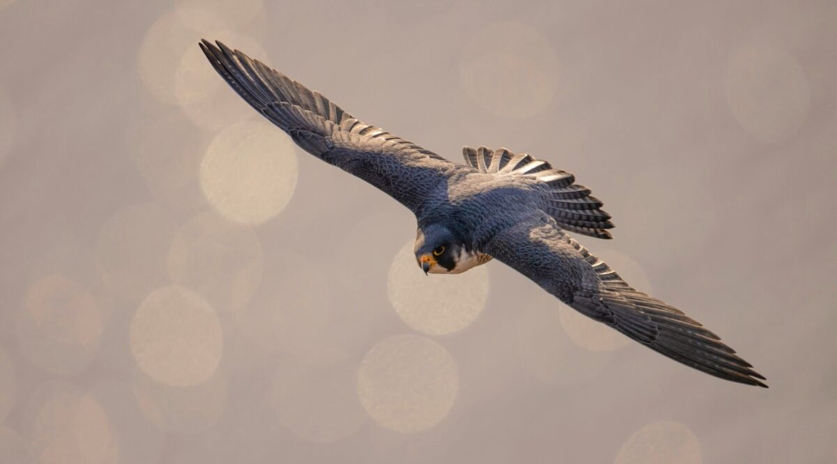 More Crypto Deals Are ‘Inevitable’ After FalconX Acquisition of 21Shares