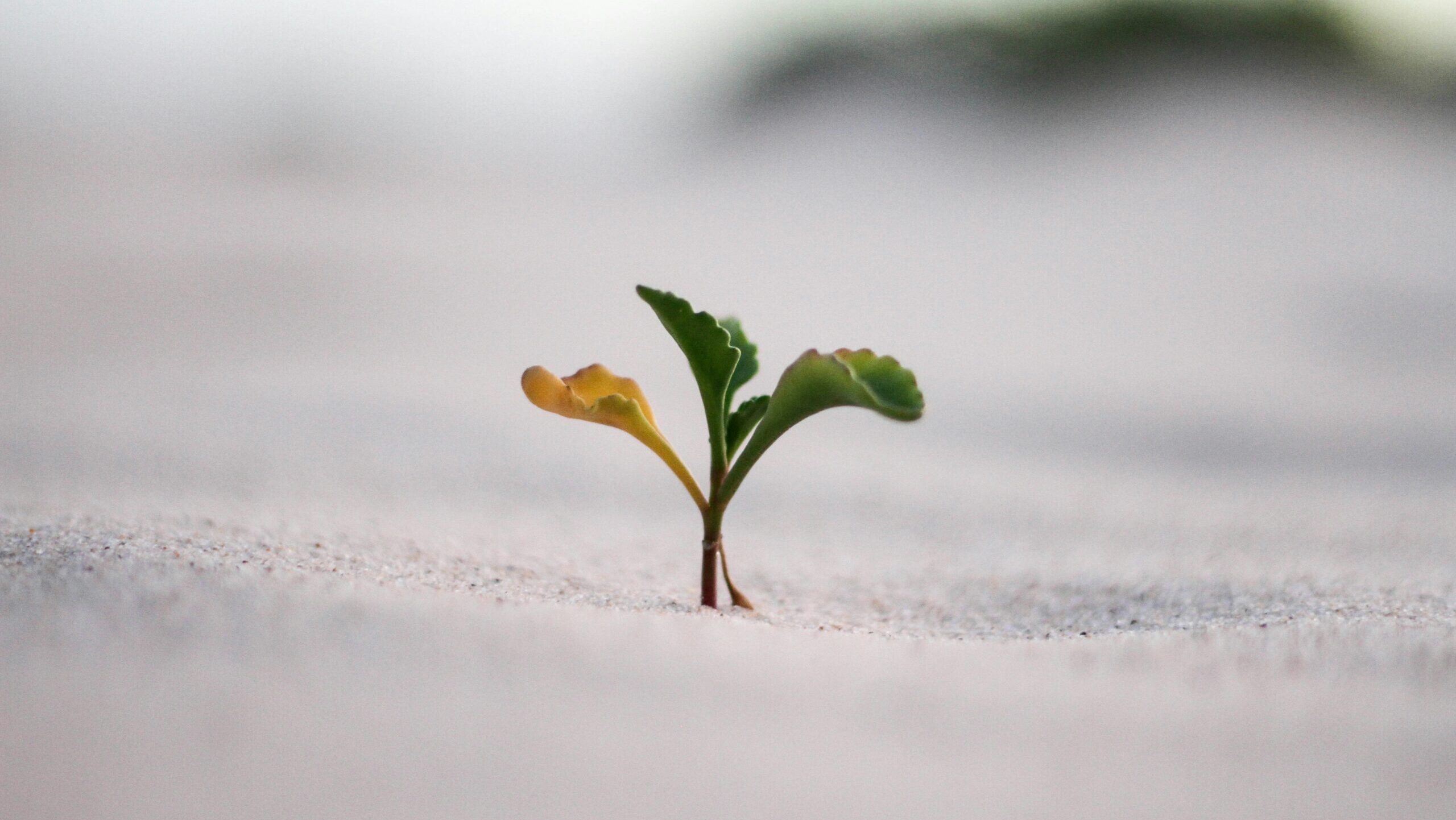 Why Private Equity Is Making Small-Cap Investing Harder