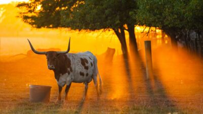 New ETFs Are Betting Big on Texas