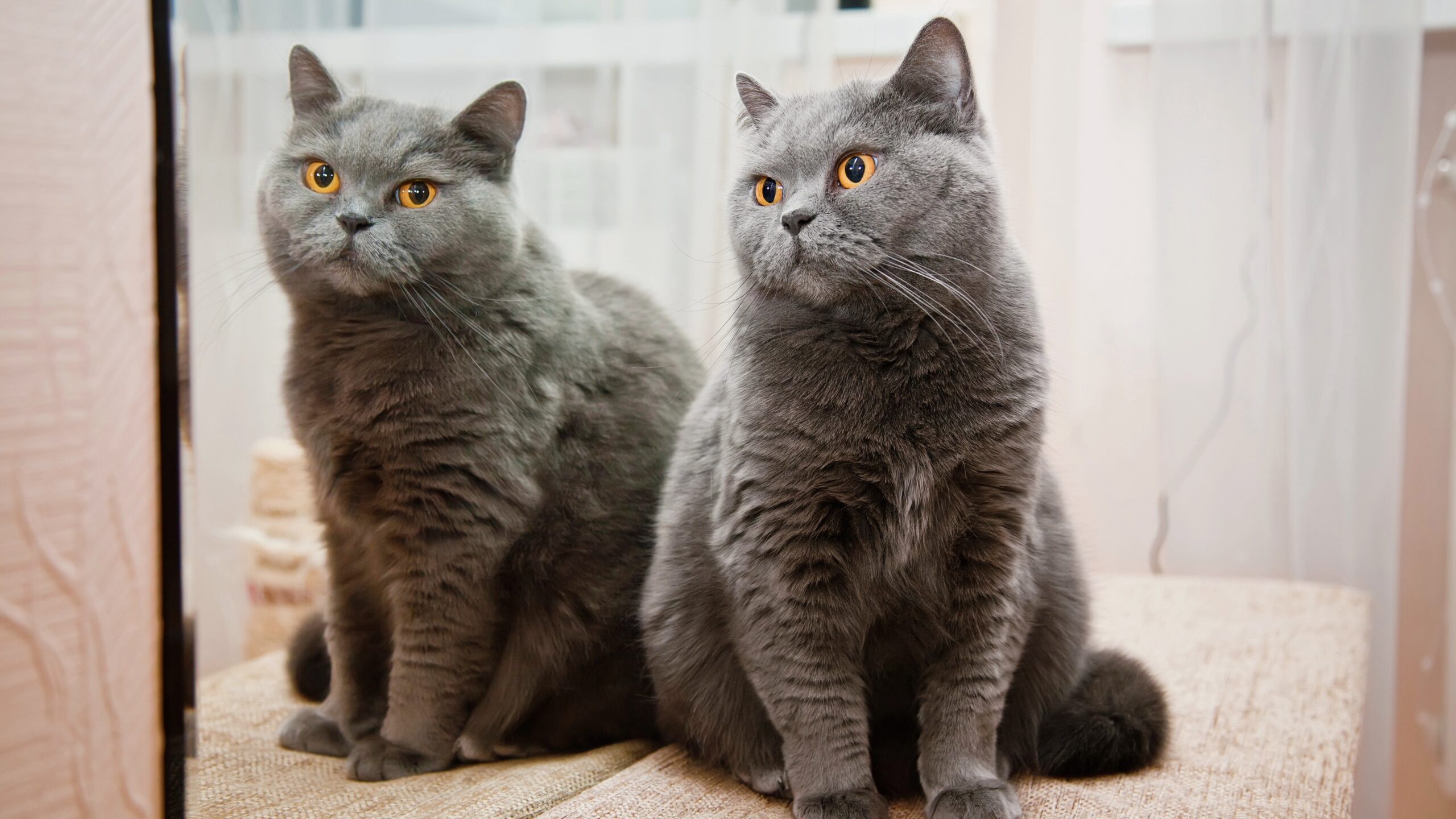 Photo of a cat and its reflection in a mirror