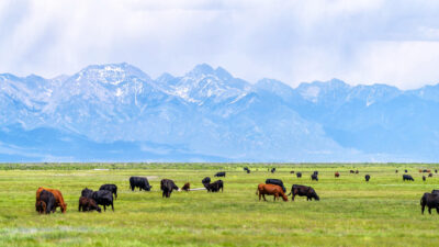 What’s the Beef? For American Grocery Shoppers, It’s Meat Prices