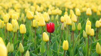 F/m Investments Preps First Mutual Fund Shares of ETFs