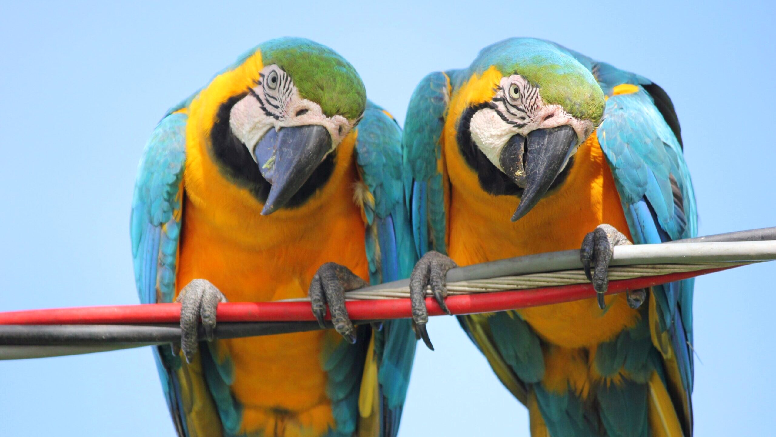 SEC to Open Floodgates for Dual Share Classes 