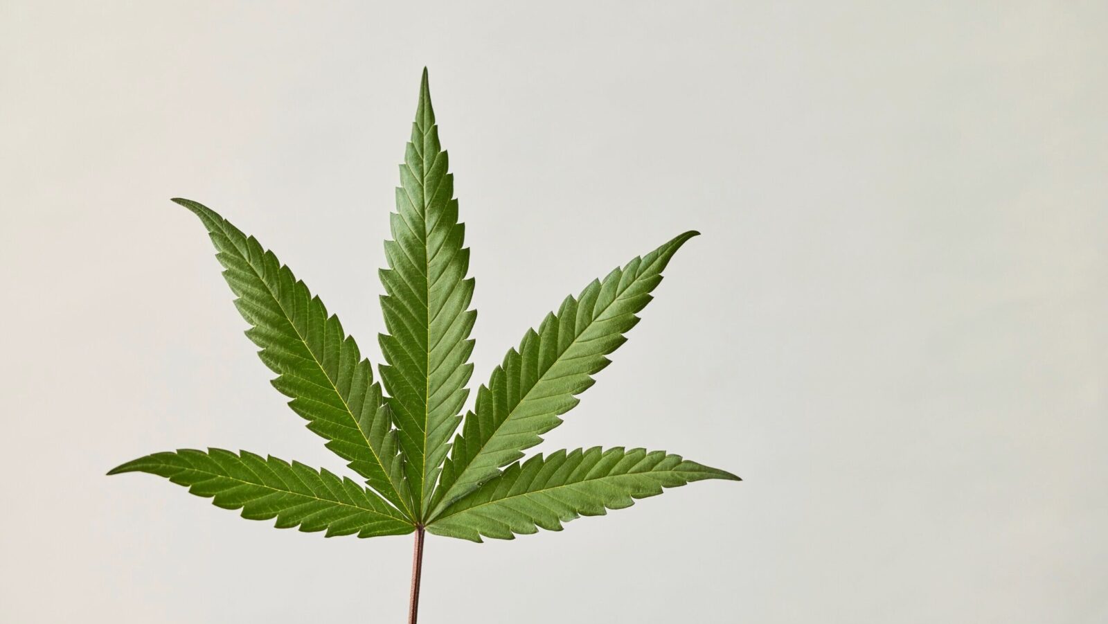 Cannabis ETFs Stay High on Drug Rescheduling News