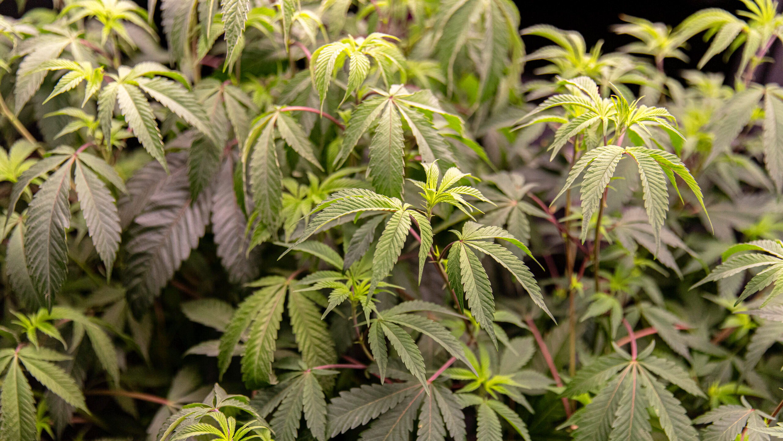 Photo of a marijuana plant.