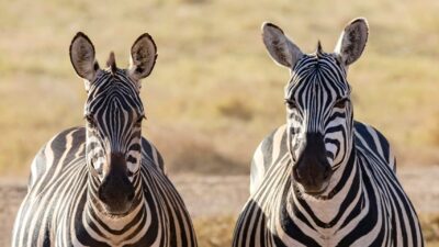 TBIL Rang the Opening Bell on Dual Share Classes. What Comes Next?