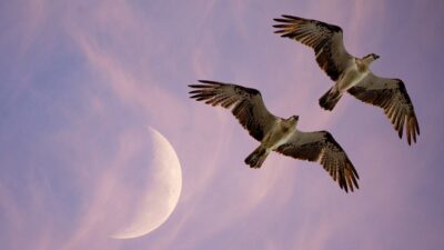 Dozens of Issuers Win Dual Share Class Approval. Rolling Them Out Won’t Be as Easy