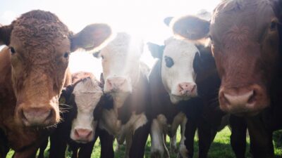 Vegan ETF Issuer Preps an International Flavor