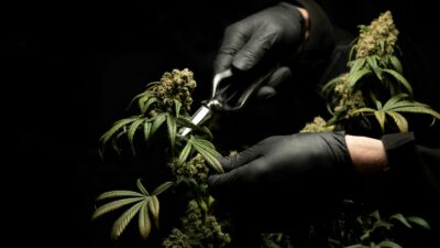 Cambria Cannabis ETF Closes Up Shop as Investor Interest Fades