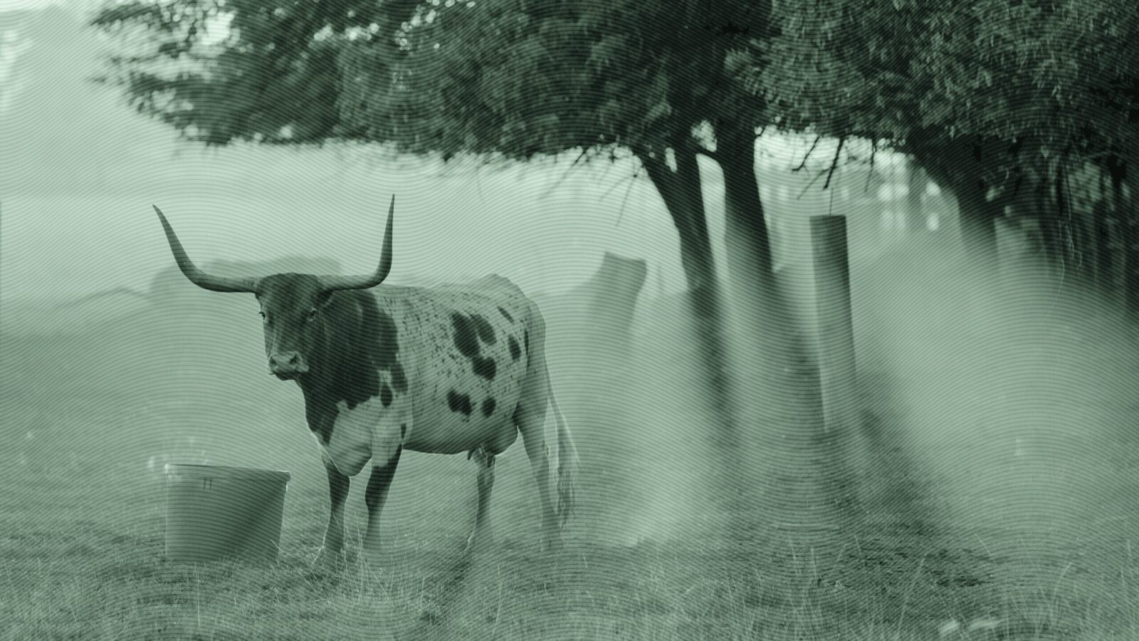 Texas Stock Exchange Gores NYSE, Nasdaq with New Ad Campaign