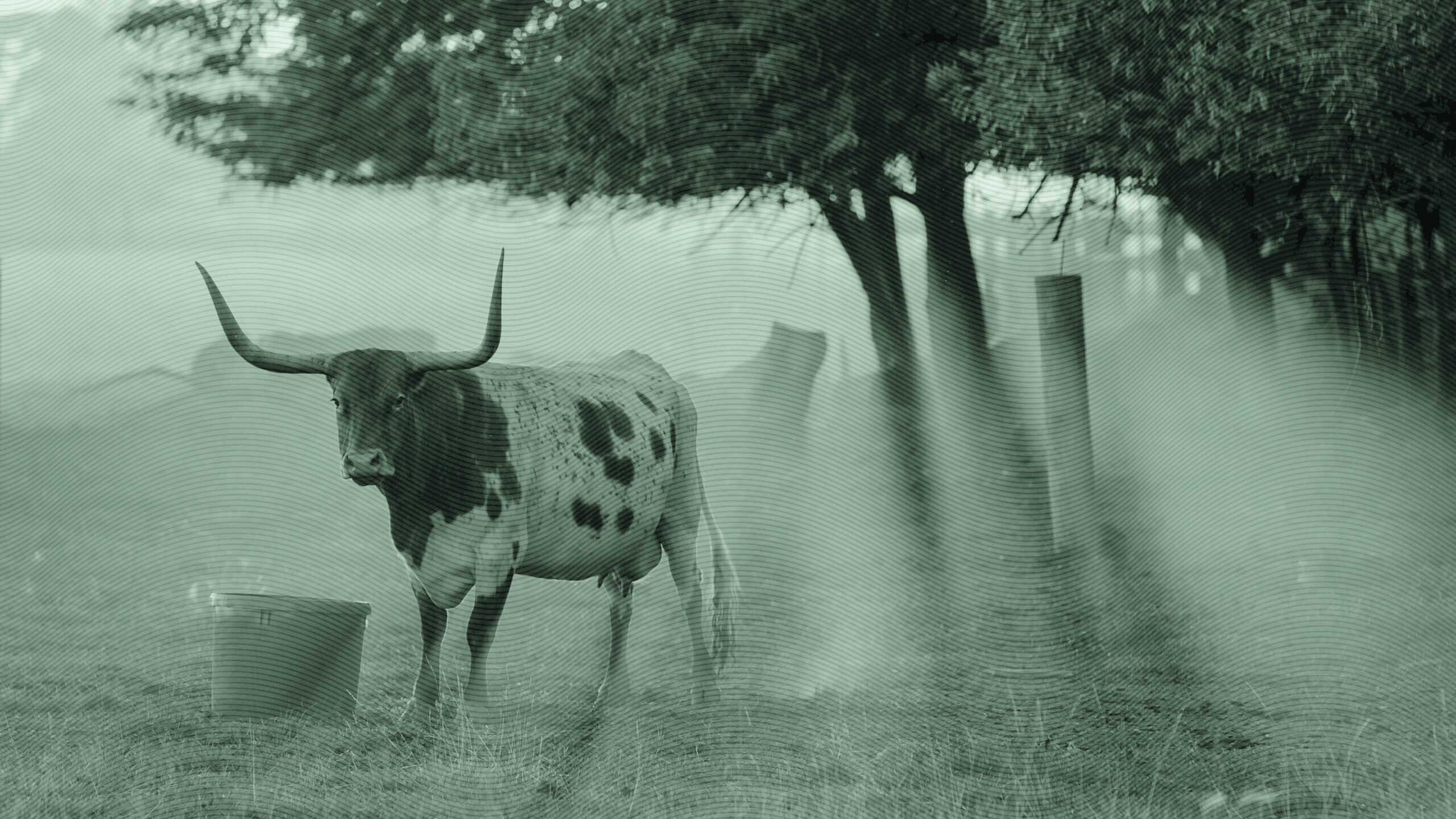 Texas Stock Exchange Gores NYSE, Nasdaq with New Ad Campaign