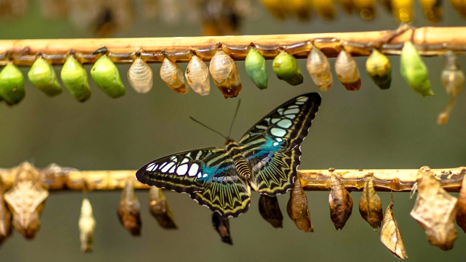 Dimensional Launches First Active ETF Share Class