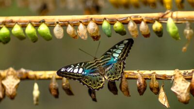 Dimensional Launches First Active ETF Share Class