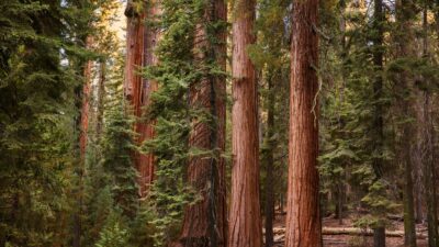 Sequoia Fund to Be Transplanted into an ETF