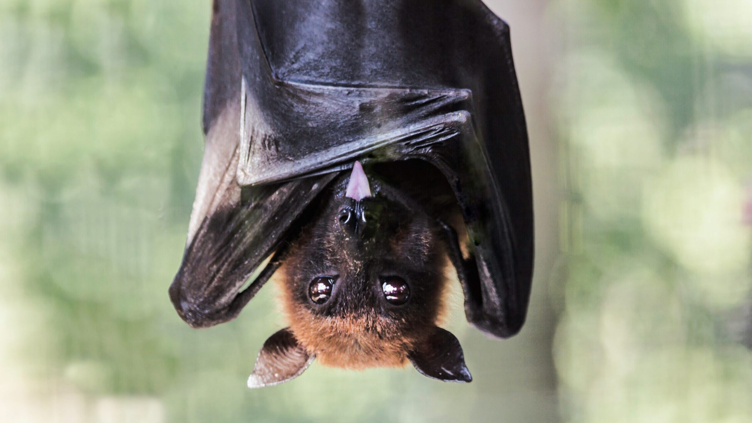 Morgan Stanley’s Bitcoin ETF Launches as a New Vampire Fund Rises from the Crypt(o)