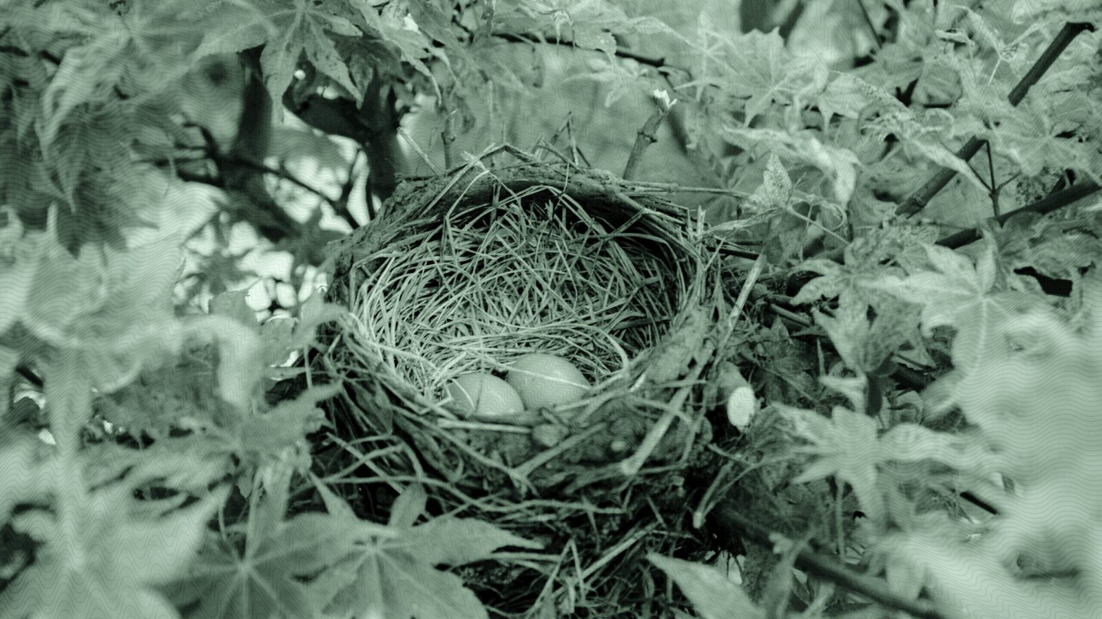 Inside the Citi, Advyzon Partnership to Deliver Unified Managed Accounts to Clients