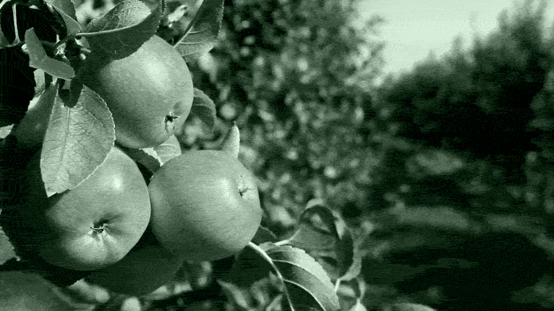 Instead of Chasing Alpha, Here Are 4 Ways to Pick the Low-Hanging Apples