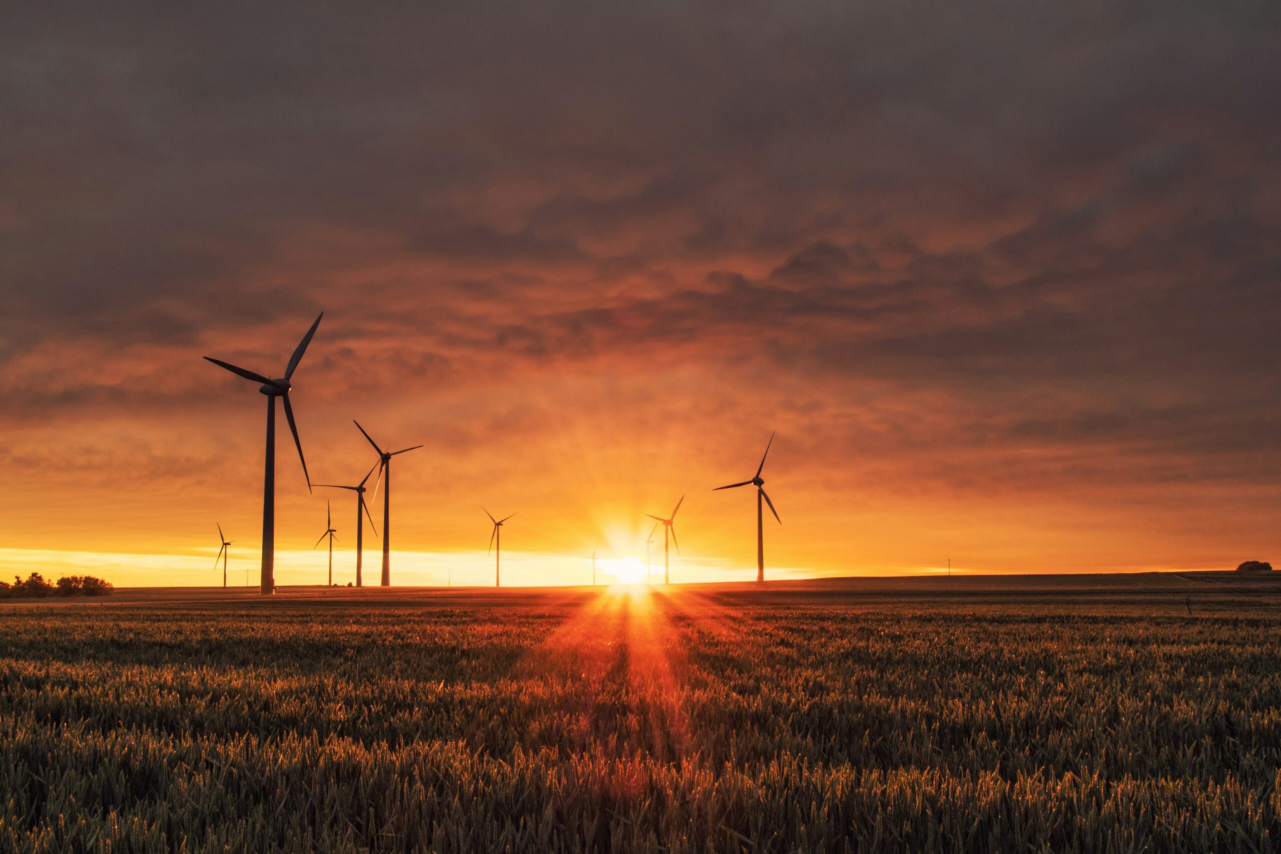 A wind farm.