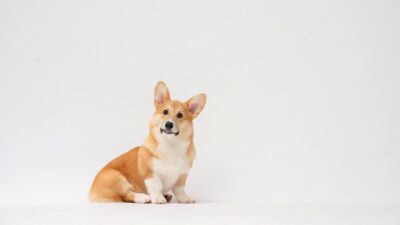 How Corgi Funds Plans to Chase Down Wall Street’s Top Dogs