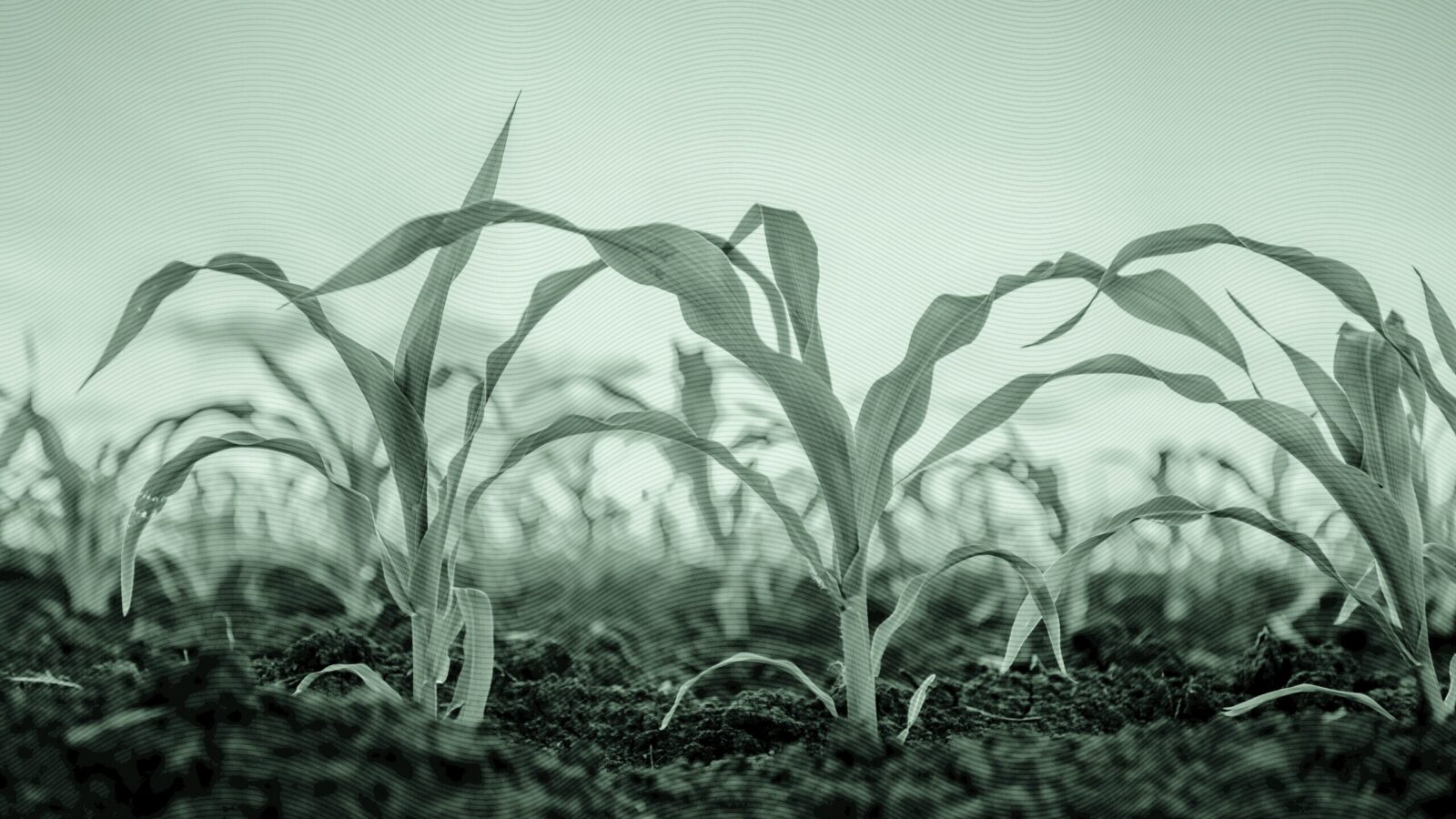 Client Withdrawals Can Outpace Organic Growth if RIAs Aren’t Careful Enough