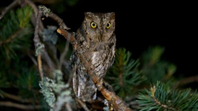 SEC Gives a Nod to Nocturnal Traders