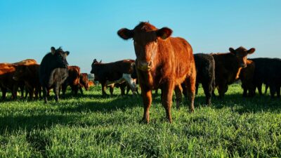 Severe US Cattle Shortage Eats Into Meatpacker Tyson’s Earnings