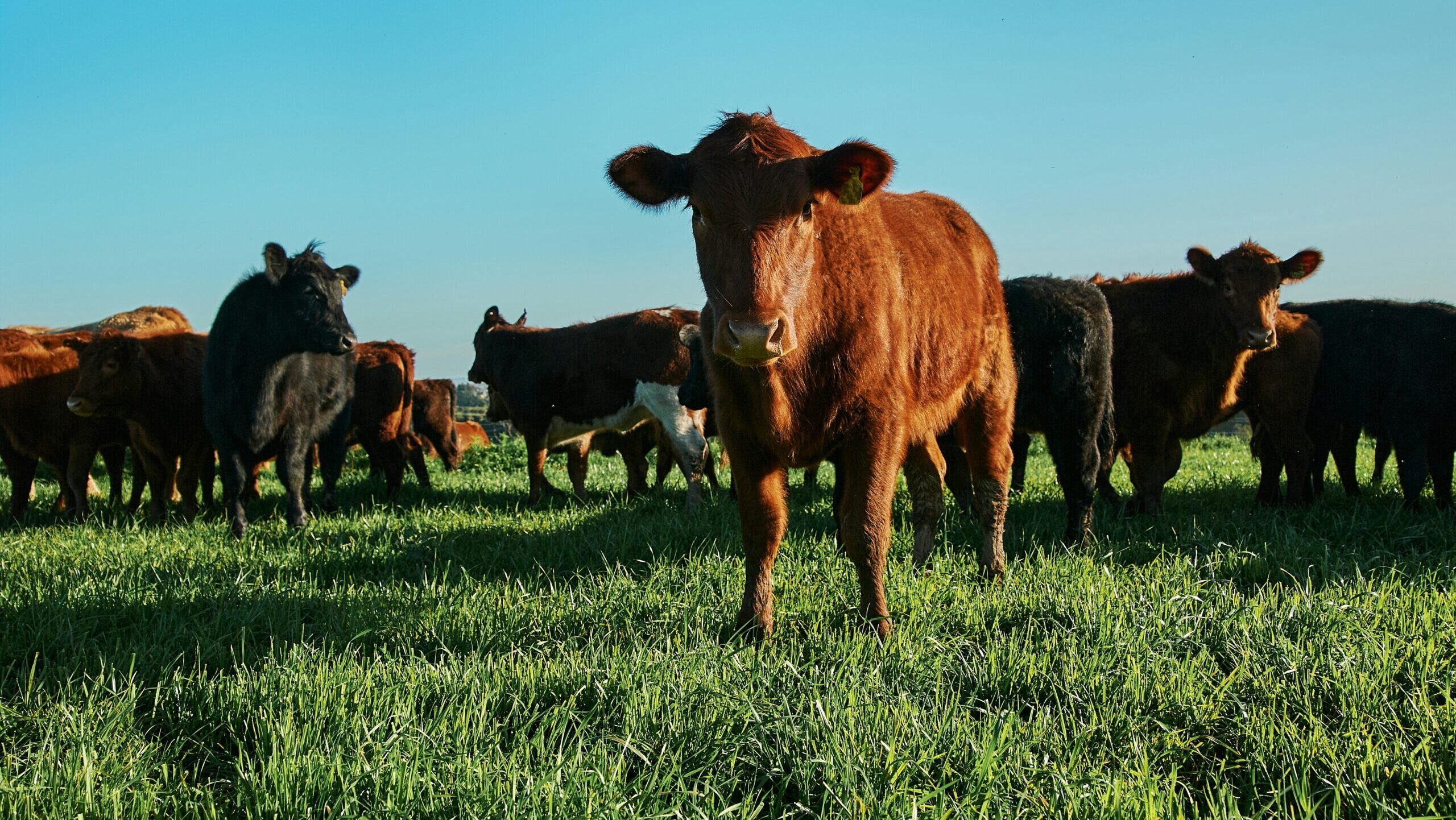 Severe US Cattle Shortage Eats Into Meatpacker Tyson’s Earnings